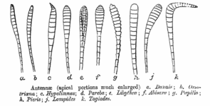 Forme delle antenne delle farfalle, principalmente clavate, a differenza di quelle delle falene. Disegnato da C. T. Bingham, 1905.