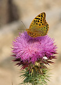 Argynnis pandora (Cardinal)