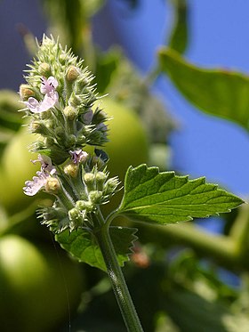 Katteurt (Nepeta cataria) Foto: Jon Sullivan.