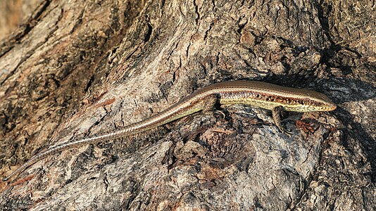 Eutropis sp. (Skink)