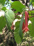 Fuchsia fulgens