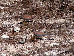 Feral S. s. senegalensis, Rottnest Island, Western Australia