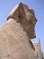 Sphinx de Nectanébo du dromos de Louxor