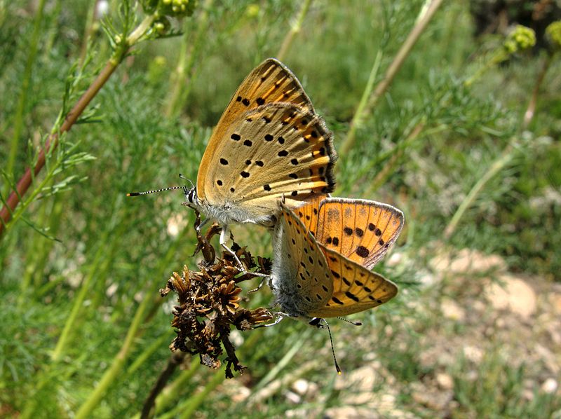 File:Lycaena alciphron M 2.jpg