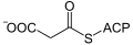 Deutsch: Struktur von Malonyl-ACP English: Structure of malonyl-ACP