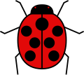 Coccinelle