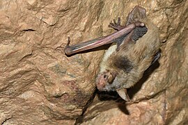 Liliac mic cu urechi de șoarece (Myotis blythi)