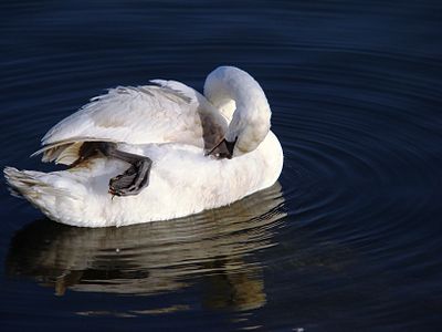 Sessiz kuğu (Cygnus olor) (Üreten: Karduelis)