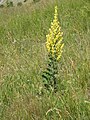 Divizna jižní (Verbascum chaixii)