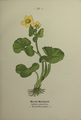 Caltha palustris plate 13 in: Wayside and woodland blossoms, 1895