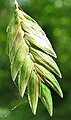 একটি Chasmanthium latifolium spikelet