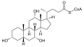 Deutsch: Struktur von Choloyl-CoA English: Structure of choloyl-CoA