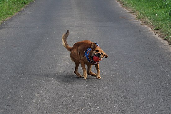 Ein Hund namens Summer