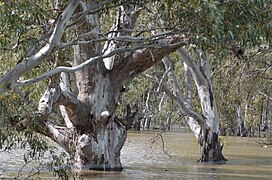 in de rivier Murrumbidgee in NSW