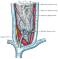 The thyroid gland and its relations.