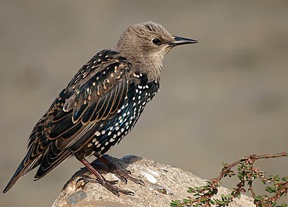 Crissy Field, Kaliforniya'da erişkin olmayan bir sığırcık (Sturnus vulgaris). Kısmen tüylerini değiştirmişse de, kafa ve ensede gençlere özgü kahverengi tüy örtüsü yer almaktadır.