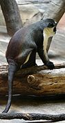 Diana monkey at the Henry Doorly Zoo.