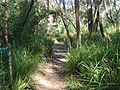 The Great North Walk at 34 kilometres (21 mi) from Macquarie Place, Sydney. The trail here follows the creek along the Berowra Valley.