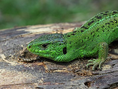 ♂ Lacerta agilis (Sand Lizard)