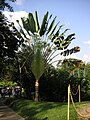 Baum der Reisenden (Ravenala madagascariensis)