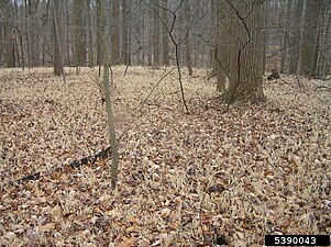 Leaves of the perennial wavyleaf basketgrass die off each winter (mid-December shown). Plants will survive cold winters and leaves will re-emerge each spring. Photo shows winter appearance of non-native infestation in Maryland, United States.