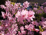 Rhododendron schlippenbachii, подрод Tsutsusi