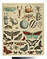 Tableau pédagogique d'insectes