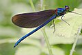 Zygoptera grubundan kız böceğinde (Calopteryx virgo) dinlenme anı kanat duruşu