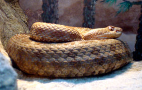 Cascabel de Querétaro (Crotalus aquilus).