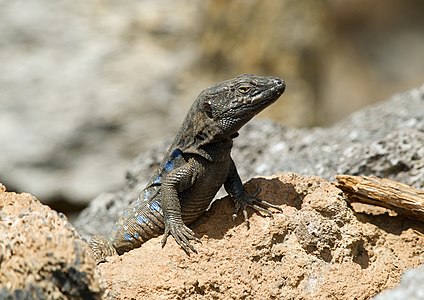 Gallotia galloti (Gallot's Lizard)