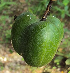 Fruto da seringueira.