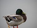 Anas platyrhynchos Mallard