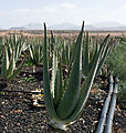 * Nomination Aloe vera plantation - Fuertaventura, Canary Islands, Spain. --Nikodem Nijaki 09:21, 5 March 2013 (UTC) * Promotion Good quality. --JLPC 16:05, 5 March 2013 (UTC)