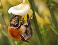 Lichaam zwart, borststuk en achterlijfspunt roodoranje