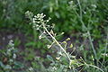 Flowers and fruits