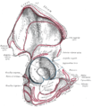 Ursprungsareal des Gluteus medius am Beckenkamm.