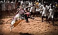 Image 25Jallikattu, a traditional bull taming event. (from Tamils)