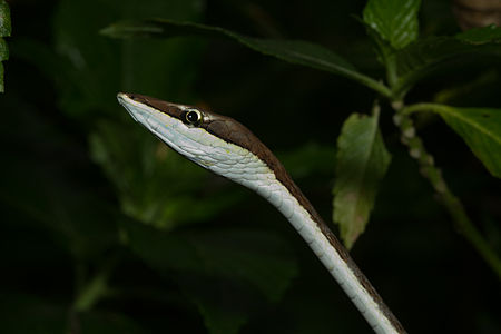 Oxybelis aeneus (Mexican Vine Snake)