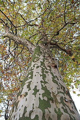 Rytinis platanas (Platanus orientalis)