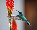 * Nomination: Colibri Rutilante at Patrimonio Natural Paisajístico Serranías de Hampaturi, La Paz- Bolivia -- CLAUDIO LAURA DAZA 15:28, 20 September 2024 (UTC) * * Review needed