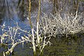 * Nomination Dried spirogyras (Spirogyra) on branches after water going down. Edge of a pond, Saint-Amant, Charente, France. --JLPC 17:18, 19 March 2013 (UTC) * Promotion Good quality and interesting -- George Chernilevsky 19:49, 19 March 2013 (UTC)