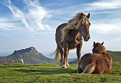 First place: Horses on Bianditz mountain. Behind them Aiako Harria mountain can be seen. Mikel Ortega/Richard Bartz (CC-BY-SA-2.0)