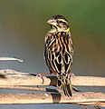 Tisserin du Bengale (Ploceus benghalensis)