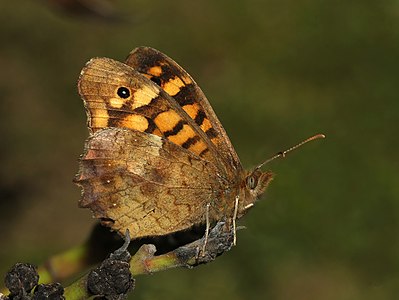 Pararge aegeria (Speckled Wood)