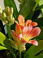 * Nomination Bush lily (Clivia miniata), flowers and buds, unheated veranda, France. --JLPC 18:25, 10 March 2013 (UTC) * Promotion Very good --Rjcastillo 20:06, 10 March 2013 (UTC)