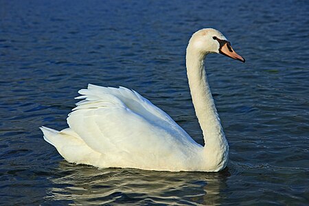 Sessiz kuğu (Cygnus olor) (Üreten:Sanchezn)