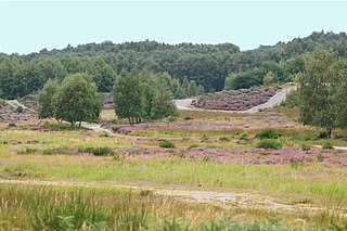 Im September blüht in der Wahner Heide die Besenheide