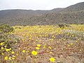 El Morro, Caldera, during the time of Desierto Florido (Spanish for blossoming desert).