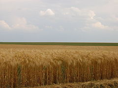 Le pianure del Beauce (clima oceanico)