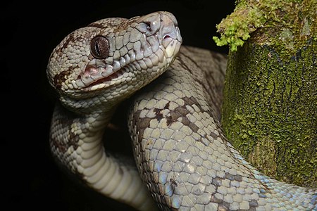 Corallus hortulanus (Amazon Tree Boa)